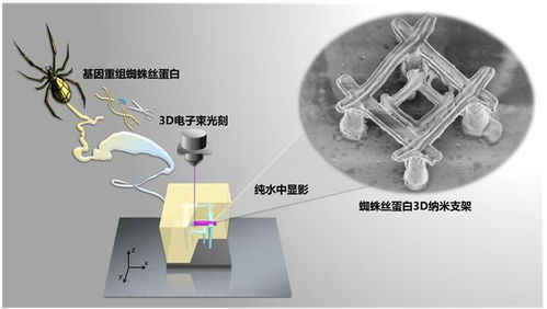 中國科學家研發出納米機器人,材料竟是蜘蛛絲