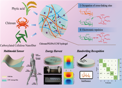 福建農(nóng)林大學(xué)黃彪教授團隊在生物質(zhì)先進(jìn)材料研究與開發(fā)方面取得顯著進(jìn)展