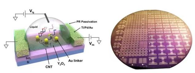 生物基材料技術(shù)研發(fā)新突破 張志勇教授團(tuán)隊(duì)受邀在國際電子器件大會(huì)作會(huì)議報(bào)告